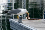 Canon EOS 400D DIGITAL, T:1/320, A:f/11.0, P:3, ISO200, F:200mm, EV:-0.67 <br />23.06.2009 -  08:39:11