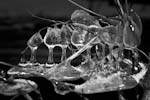 Canon EOS-1D Mark II N, T:1/250, A:f/5.0, P:3, ISO200, F:55mm, EV:-1 <br />02.01.2011 -  16:14:16