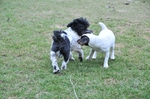NIKON D300, T:10/2500, A:f/5.0, P:1, ISO200, F:650mm, EV:-2.33 <br />28.03.2010 -  13:27:00