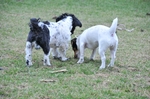 NIKON D300, T:10/2500, A:f/5.3, P:1, ISO200, F:1200mm, EV:-2.33 <br />28.03.2010 -  13:27:13