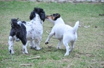 NIKON D300, T:10/2500, A:f/5.6, P:1, ISO200, F:1350mm, EV:-2.33 <br />28.03.2010 -  13:27:15
