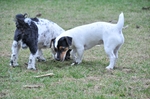 NIKON D300, T:10/2500, A:f/5.6, P:1, ISO200, F:1500mm, EV:-2.33 <br />28.03.2010 -  13:27:19