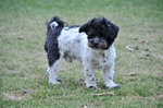 NIKON D300, T:10/2500, A:f/5.6, P:1, ISO200, F:1700mm, EV:-2.33 <br />28.03.2010 -  13:27:27