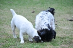 NIKON D300, T:10/2500, A:f/5.6, P:1, ISO200, F:2000mm, EV:-2.33 <br />28.03.2010 -  13:27:42