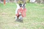 NIKON D300, T:10/2500, A:f/5.6, P:1, ISO200, F:1300mm, EV:-2.33 <br />28.03.2010 -  13:31:09