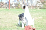 NIKON D300, T:10/2500, A:f/4.8, P:1, ISO200, F:600mm, EV:-2.33 <br />28.03.2010 -  13:31:20
