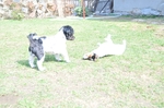 NIKON D300, T:10/2500, A:f/4.0, P:1, ISO200, F:320mm, EV:-2.33 <br />28.03.2010 -  13:31:31