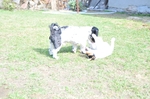 NIKON D300, T:10/2500, A:f/4.2, P:1, ISO200, F:350mm, EV:-2.33 <br />28.03.2010 -  13:31:33