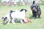 NIKON D300, T:10/2500, A:f/4.8, P:1, ISO200, F:550mm, EV:-2.33 <br />28.03.2010 -  13:31:56