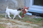 NIKON D300, T:10/2500, A:f/5.6, P:1, ISO200, F:1500mm, EV:-2.33 <br />28.03.2010 -  13:32:17