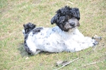 NIKON D300, T:10/2500, A:f/5.6, P:1, ISO200, F:1350mm, EV:-2.33 <br />28.03.2010 -  13:32:59