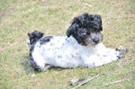 NIKON D300, T:10/2500, A:f/5.6, P:1, ISO200, F:1350mm, EV:-2.33 <br />28.03.2010 -  13:33:00