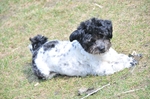 NIKON D300, T:10/2500, A:f/5.6, P:1, ISO200, F:1350mm, EV:-2.33 <br />28.03.2010 -  13:33:01