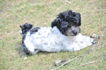 NIKON D300, T:10/2500, A:f/5.6, P:1, ISO200, F:1350mm, EV:-2.33 <br />28.03.2010 -  13:33:03