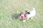NIKON D300, T:10/2500, A:f/5.0, P:1, ISO200, F:700mm, EV:-2.33 <br />28.03.2010 -  13:33:39