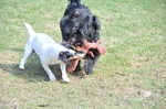 NIKON D300, T:10/2500, A:f/5.6, P:1, ISO200, F:1300mm, EV:-2.33 <br />28.03.2010 -  13:33:52