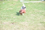NIKON D300, T:10/2500, A:f/5.3, P:1, ISO200, F:1050mm, EV:-2.33 <br />28.03.2010 -  13:34:43
