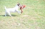 NIKON D300, T:10/2500, A:f/5.3, P:1, ISO200, F:1050mm, EV:-2.33 <br />28.03.2010 -  13:35:05