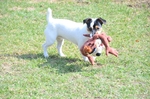 NIKON D300, T:10/2500, A:f/5.6, P:1, ISO200, F:1350mm, EV:-2.33 <br />28.03.2010 -  13:35:08
