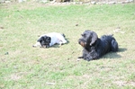 NIKON D300, T:10/2500, A:f/5.0, P:1, ISO200, F:800mm, EV:-2.33 <br />28.03.2010 -  13:38:15