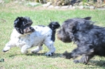 NIKON D300, T:10/2500, A:f/5.6, P:1, ISO200, F:2000mm, EV:-2.33 <br />28.03.2010 -  13:38:31