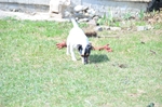 NIKON D300, T:10/2500, A:f/5.6, P:1, ISO200, F:1500mm, EV:-2.33 <br />28.03.2010 -  13:38:49