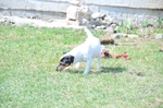 NIKON D300, T:10/2500, A:f/5.6, P:1, ISO200, F:1500mm, EV:-2.33 <br />28.03.2010 -  13:38:50