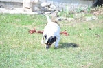 NIKON D300, T:10/2500, A:f/5.6, P:1, ISO200, F:1700mm, EV:-2.33 <br />28.03.2010 -  13:38:53
